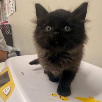 Owl -  Domestic Medium Hair Cat for Adoption in Chattanooga, Tennessee - Owl | PetCurious
