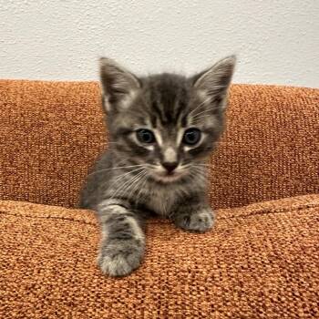 Shiva -  Domestic Short Hair Cat for Adoption in Los Angeles, California - Shiva | PetCurious