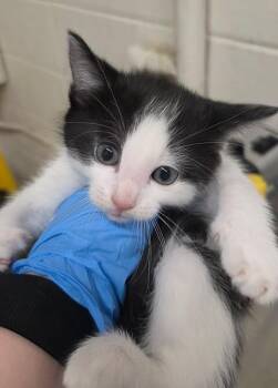 Love on the Spectrum -  Domestic Short Hair Cat for Adoption in Fruit Heights, Utah - Love On The Spectrum | PetCurious