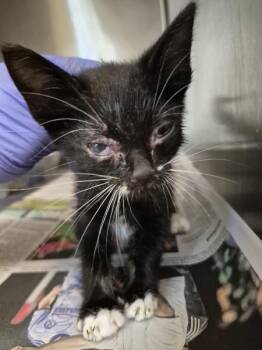 Sf7 -  Domestic Short Hair Cat for Adoption in Lawrenceville, Georgia - Sf7 | PetCurious