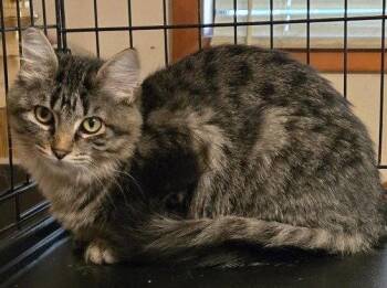 Domestic Short Hair Cats Available for Adoption - Tiger Lily | PetCurious