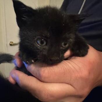 Domestic Short Hair Cats Available for Adoption in Oceanside, New York - Allie | PetCurious