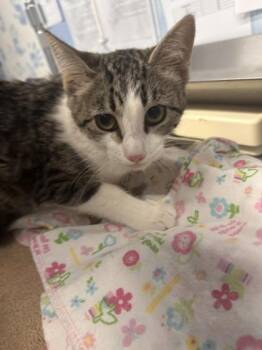 Fergie -  Domestic Short Hair Cat for Adoption in Roseville, California - Fergie | PetCurious