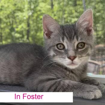 Domestic Short Hair Cats Available for Adoption in Chapel Hill, North Carolina - Blizzard | PetCurious