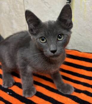 Rescue Domestic Short Hair Cats for Adoption in Honolulu, Hawaii - 59718206 | PetCurious