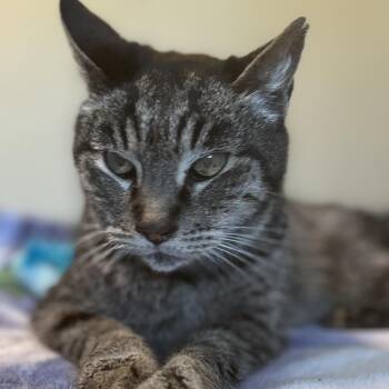Cowboy -  Domestic Short Hair Cat Available for Adoption in San Diego, California - Cowboy | PetCurious