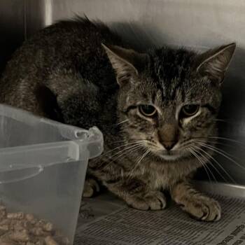 Hat Man -  Domestic Short Hair Cat Available for Adoption in Austin, Texas - Hat Man | PetCurious
