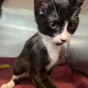 Zachary -  Domestic Short Hair Cat for Adoption in Matteson, Illinois - Zachary | PetCurious