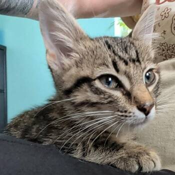 Denver -  Domestic Short Hair Cat for Adoption in Lenexa, Kansas - Denver | PetCurious
