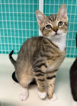 26-18 Robin -  Domestic Short Hair Cat for Adoption in St. Helens, Oregon - 26-18 Robin | PetCurious