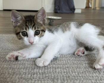 *MACCHIATO -  Domestic Short Hair Cat for Adoption in Woodland, California - *MACCHIATO | PetCurious