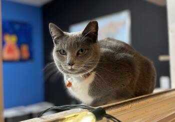 Domestic Short Hair Cats Available for Adoption - Socks  | PetCurious