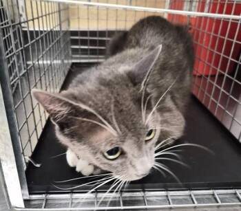 GABBIE -  Domestic Short Hair Cat for Adoption in Fort Myers, Florida - GABBIE | PetCurious