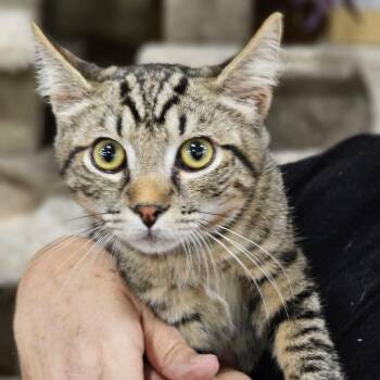 Little Timmy -  Domestic Short Hair Cat for Adoption in Fairfax, Virginia - Little Timmy | PetCurious