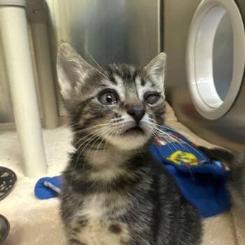 Harmony -  Domestic Short Hair Cat for Adoption in Walnut Creek, California - Harmony | PetCurious
