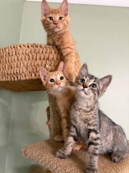 Galaxy -  Domestic Short Hair Cat for Adoption in Arthur, Ontario - Galaxy | PetCurious