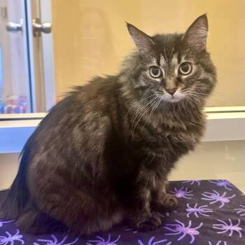 Jenny -  Domestic Long Hair and Domestic Short Hair Cat for Adoption in Walnut Creek, California - Jenny | PetCurious