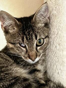 Merlin -  Domestic Short Hair Cat for Adoption in Houston, Texas - Merlin | PetCurious