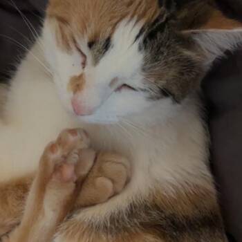 Kiki -  Domestic Short Hair Cat for Adoption in Harrisonburg, Virginia - Kiki | PetCurious