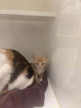 Taffy -  Domestic Short Hair Cat for Adoption in Greenfield, Indiana - Taffy | PetCurious