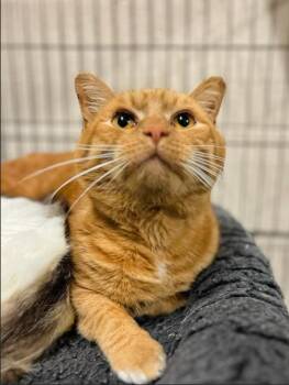 Rescue Domestic Short Hair Cats for Adoption in Martinsville, Virginia - Mouseke-Dooer | PetCurious