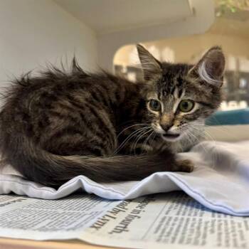 JOEY -  Domestic Short Hair Cat for Adoption in Riverside, California - JOEY | PetCurious