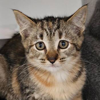 Domestic Short Hair Cats Available for Adoption in Seattle, Washington - Spunky | PetCurious