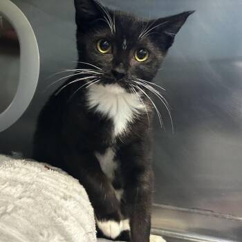 Miles -  Domestic Short Hair Cat for Adoption in Spruce Pine, North Carolina - Miles | PetCurious