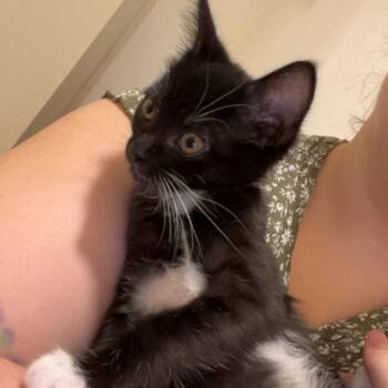 Mandarin Orange -  Domestic Short Hair Cat for Adoption in Charlottesville, Virginia - Mandarin Orange | PetCurious