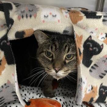 Grogan -  Domestic Short Hair Cat for Adoption in Wheaton, Illinois - Grogan | PetCurious