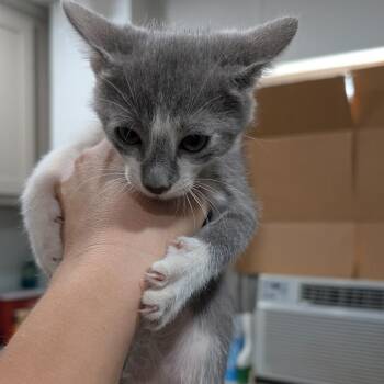 Dewey -  Domestic Short Hair Cat for Adoption in Buchanan Dam, Texas - Dewey | PetCurious