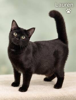 Lauren -  Domestic Short Hair Cat for Adoption in Pawleys Island, South Carolina - Lauren | PetCurious
