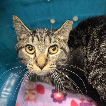 Jafar -  Domestic Short Hair Cat for Adoption in Lake Panasoffkee, Florida - Jafar | PetCurious