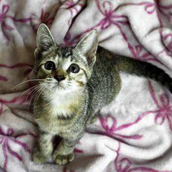 Blossom -  Domestic Short Hair Cat for Adoption in Fort Lauderdale, Florida - Blossom | PetCurious