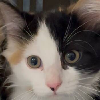 Rescue Domestic Long Hair Cats for Adoption in Pleasant Hill, Missouri - Juniper | PetCurious