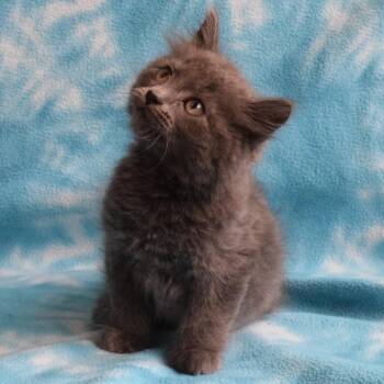 Domestic Medium Hair Cats Available for Adoption in Eureka, California - Legolas (52715) | PetCurious