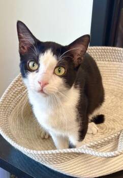 Domestic Short Hair Cats Available for Adoption - Cosmo | PetCurious