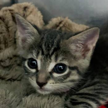 Nyx -  Domestic Short Hair Cat for Adoption in Troy, Virginia - Nyx | PetCurious