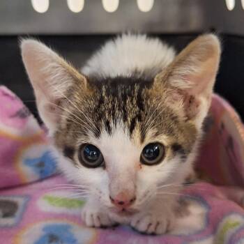 Crackers -  Domestic Short Hair Cat for Adoption in Montgomery, Alabama - Crackers | PetCurious