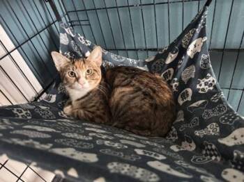 Domestic Short Hair Cats Available for Adoption - Shrimp Cocktail | PetCurious