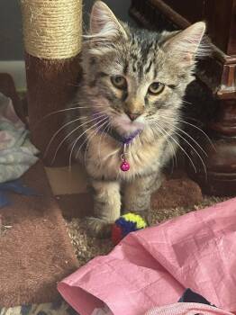 Ciara -  Domestic Medium Hair Cat Available for Adoption in Fort Collins, Colorado - Ciara | PetCurious