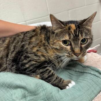 Bones -  Domestic Short Hair Cat for Adoption in Murray, Utah - Bones | PetCurious