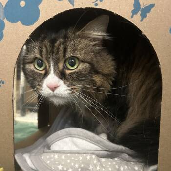 Olive -  Domestic Long Hair Cat for Adoption in West Olive, Michigan - Olive | PetCurious