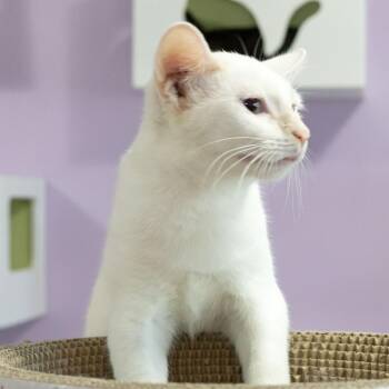 Glory -  Domestic Short Hair Cat for Adoption in Mckean, Pennsylvania - Glory | PetCurious
