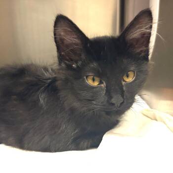 Finley -  Domestic Medium Hair Cat for Adoption in Nashville, Tennessee - Finley | PetCurious