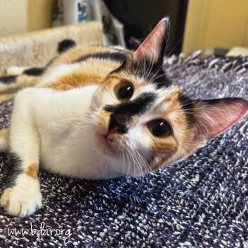 Pancake -  Domestic Short Hair Cat for Adoption in Cheyenne, Wyoming - Pancake | PetCurious