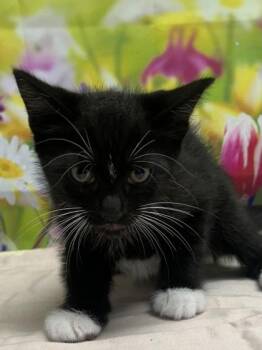 James -  Domestic Short Hair Cat for Adoption in San Antonio, Texas - James | PetCurious