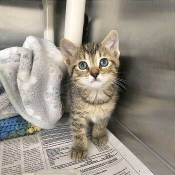 Domestic Short Hair Cats Available for Adoption in Hendersonville, North Carolina - Camper | PetCurious