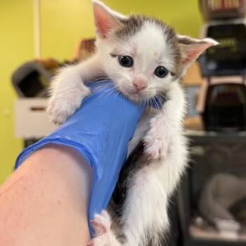 Sunny -  Domestic Short Hair Cat for Adoption in Lynchburg, Virginia - Sunny | PetCurious