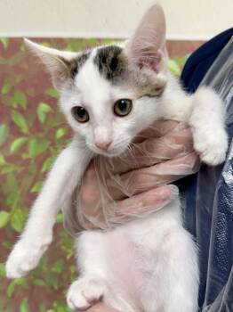 Mel -  Domestic Short Hair Cat for Adoption in San Antonio, Texas - Mel | PetCurious